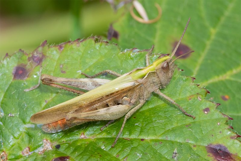 Field Grasshopper - Chorthippus brunneus 27-08-23 #3.jpg