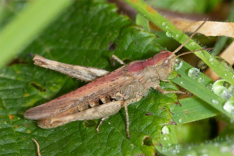 Field Grasshopper - Chorthippus brunneus 27-08-23 #4.jpg
