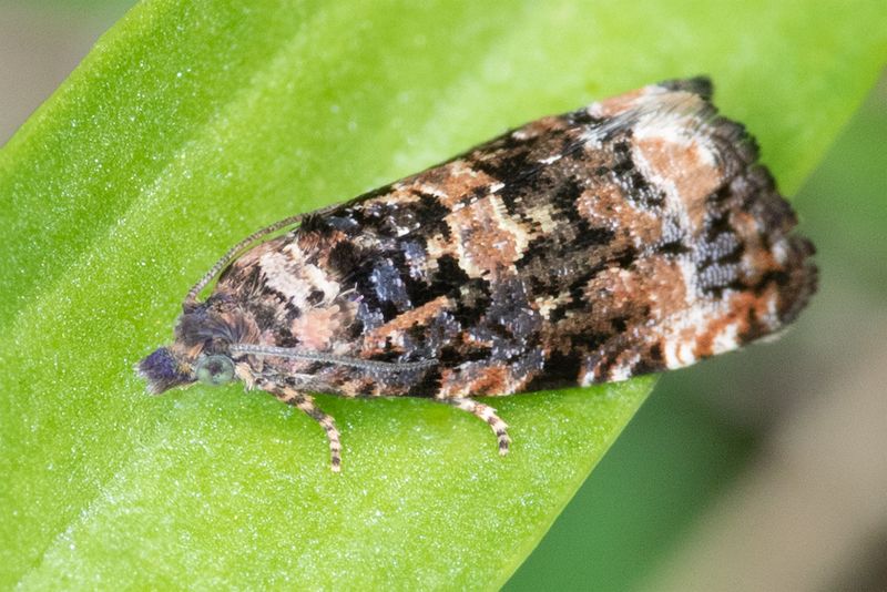 Micro Moth - Endothenia ustulana 30-08-23.jpg