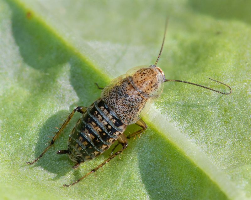 Lesser Cockroach - Capraiellus panzeri  01-09-23.jpg