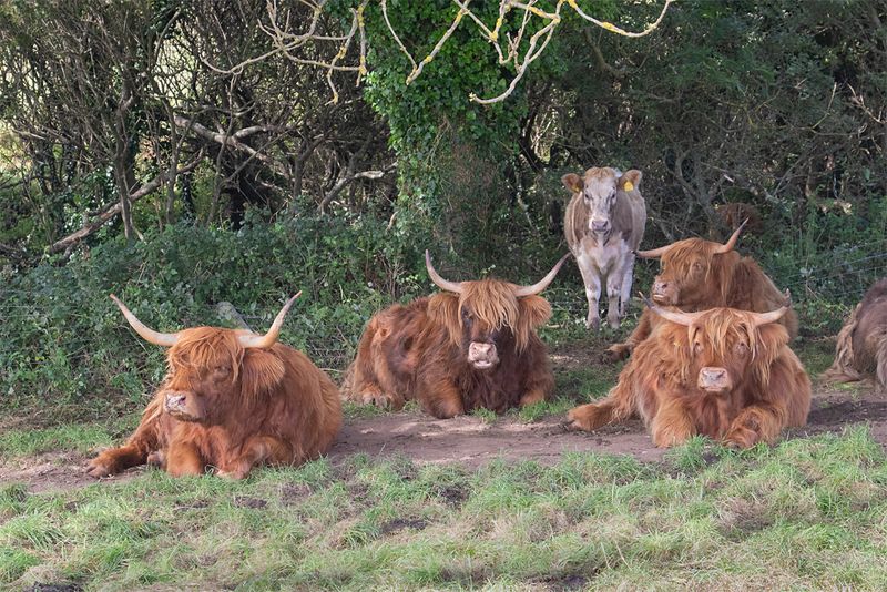 Week 35 - Highland Cattle at East Soar.jpg