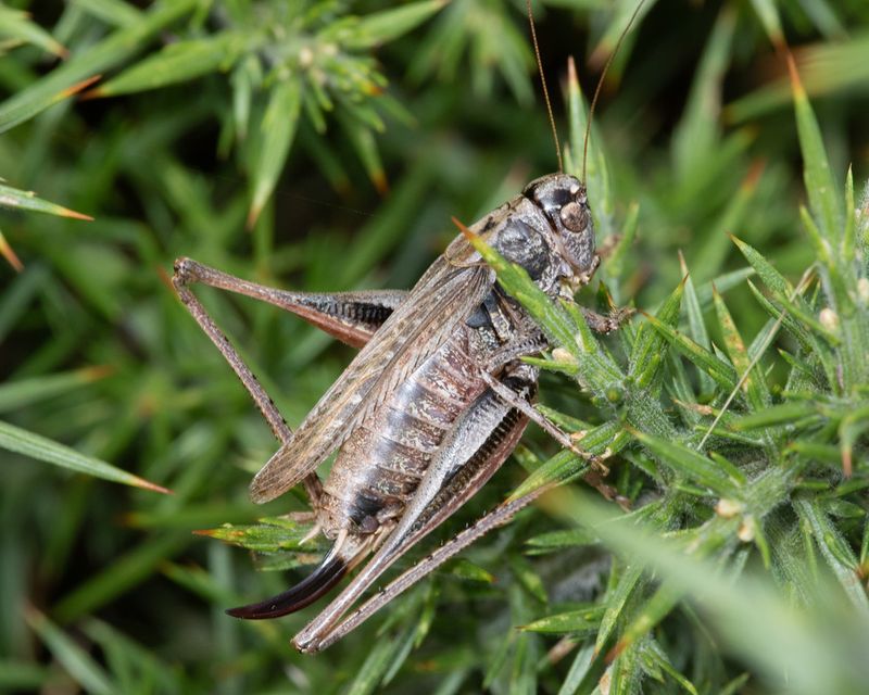 Grey Bush-cricket - Platycleis albopunctata 08-09-23.jpg