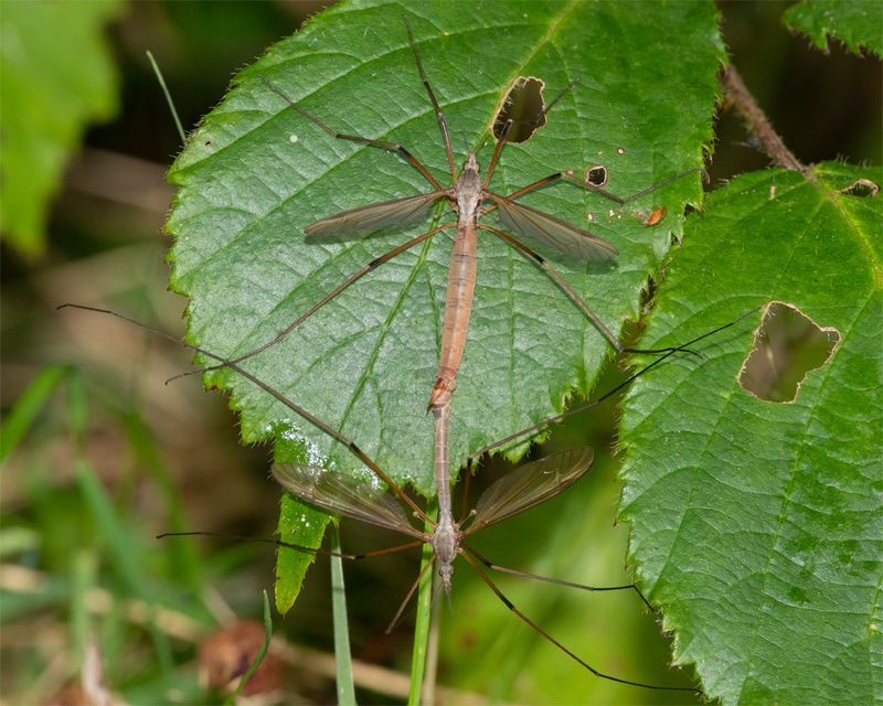 Cranefly - Tipula paludosa pair 13-09-23.jpg
