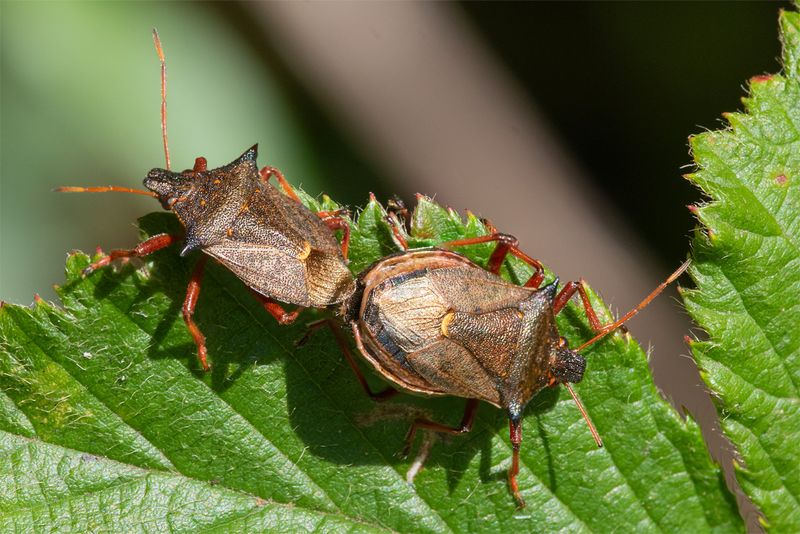 Spiked Shieldbug - Picromerus bidens pair 13-09-23.jpg