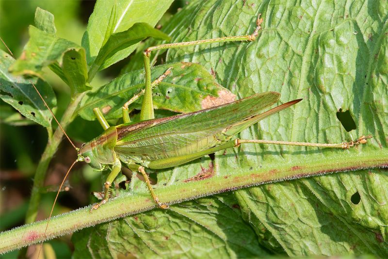 Great Green Bush-cricket - Tettigonia viridissima f 15-09-23.jpg