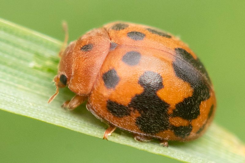 24 spot Ladybird - Subcoccinella 24-punctata 26-07-21.jpg
