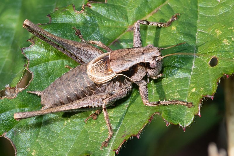 Dark Bush Cricket - Pholidoptera griseoaptera m 21-09-22.jpg