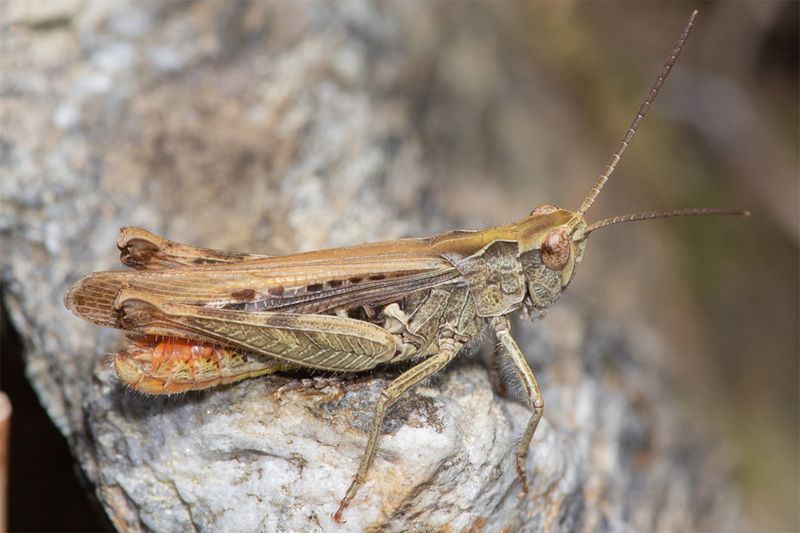 Field Grasshopper - Chorthippus brunneus.jpg