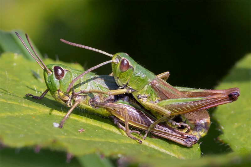 Meadow Grasshoppers - Chorthippus parallelus.jpg