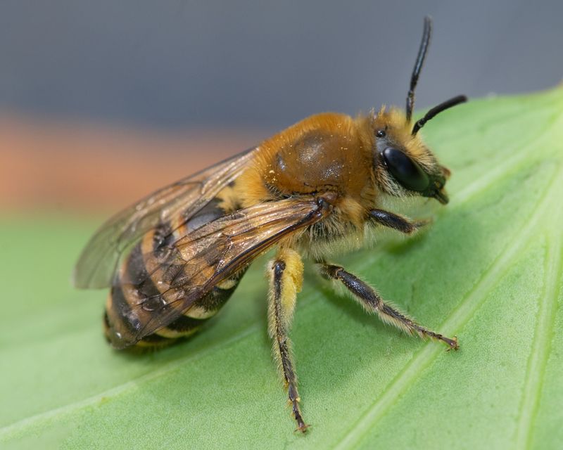 Ivy Bee - Colletes hederae f 25-09-23.jpg