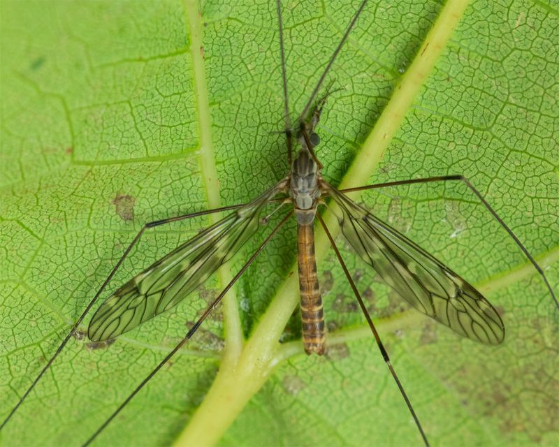 Cranefly - Tipula-Savtshenkia rufina m 29-09-23.jpg