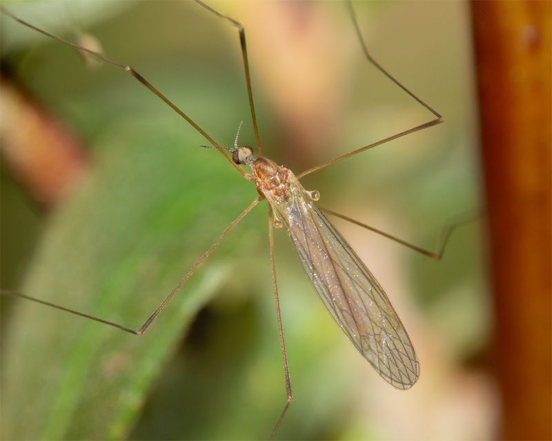 Cranefly - Euphylidorea lineola 08-10-23.jpg
