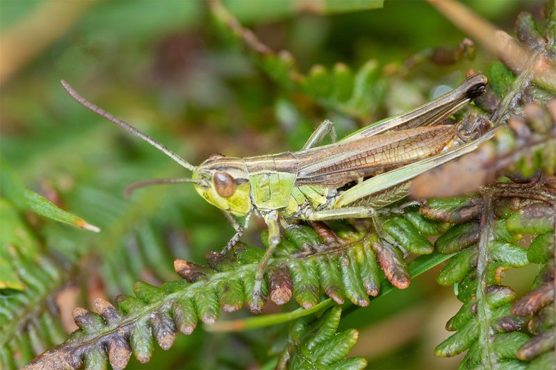 Week 42 - Meadow Grasshopper - Chorthippus parallelus male.jpg