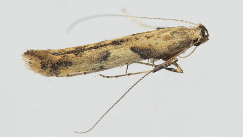 Micro Moth - Caloptilia cuculipennella or honoratella 09-10-23.jpg