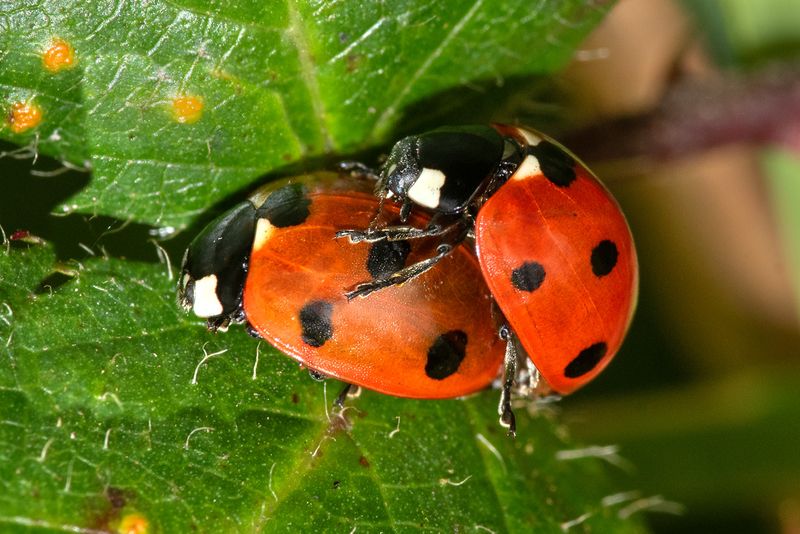7 spot Ladybird - Coccinella 7-punctata pair.jpg