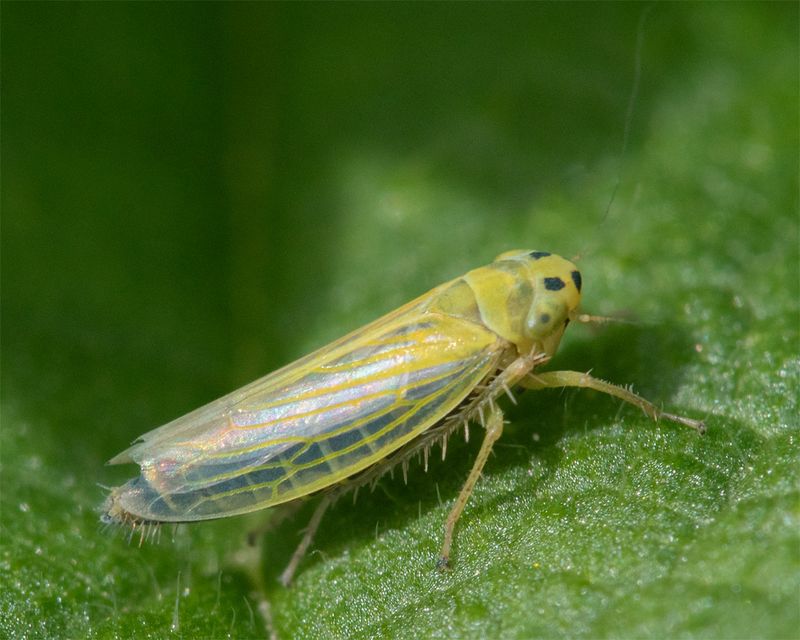 Leafhopper - Cicadula quadrinotata-persimilis 15-10-23.jpg