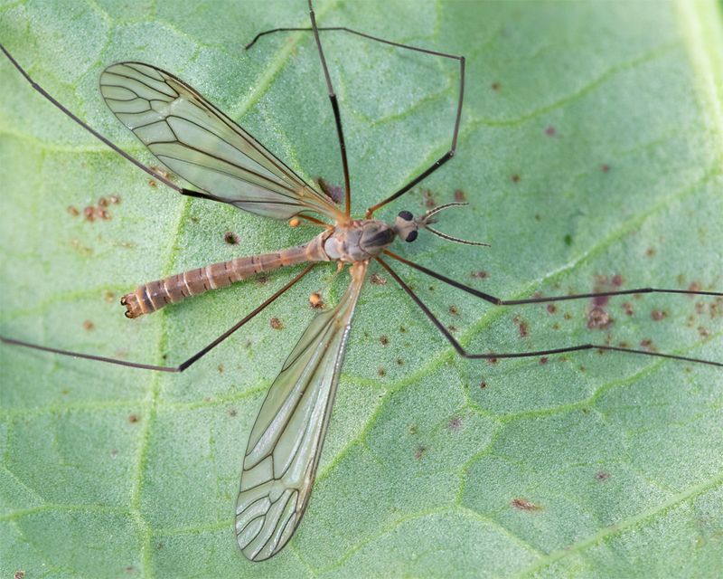 Cranefly - Autumn Brown Long-palp - Tipula-Savtshenkia holoptera m 22-10-23.jpg