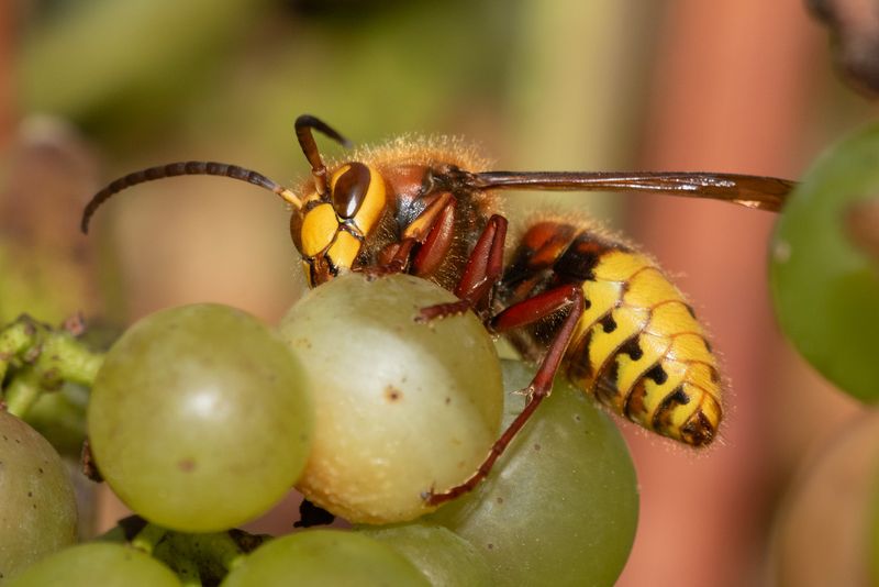 Hornet - Vespa crabro 29-10-23.jpg