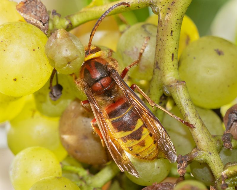 Hornet - Vespa crabro 29-10-23 top.jpg