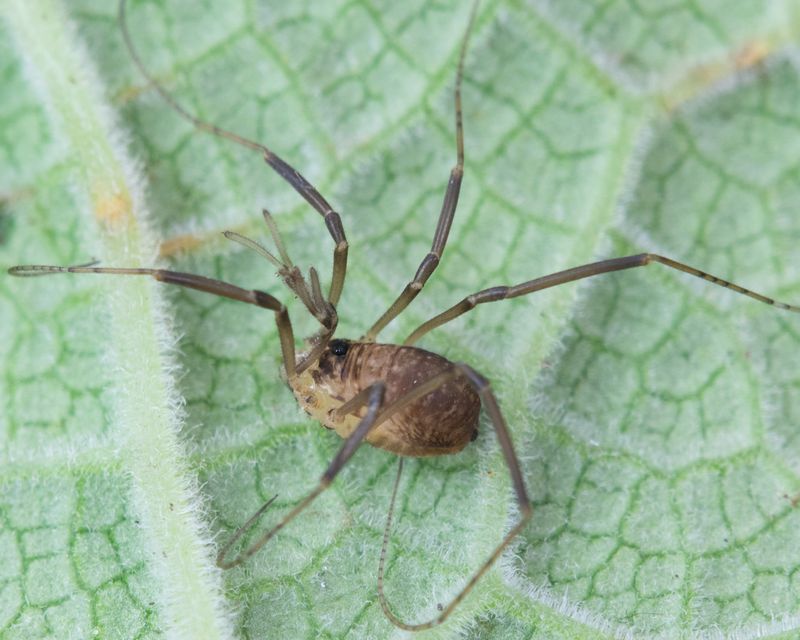 Harvestman - Dicranopalpus larvatus 23-10-23.jpg