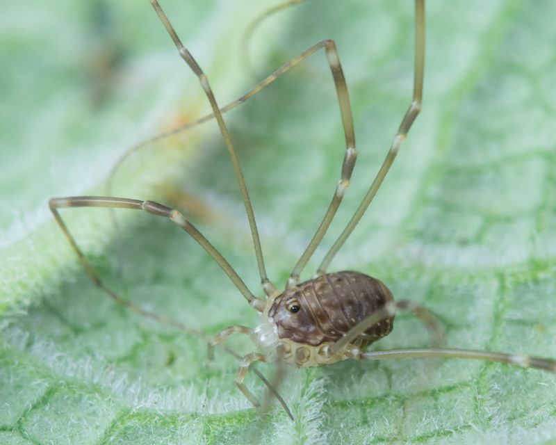 Harvestman - Leiobunum blackwalli f juvenile 23-10-23.jpg