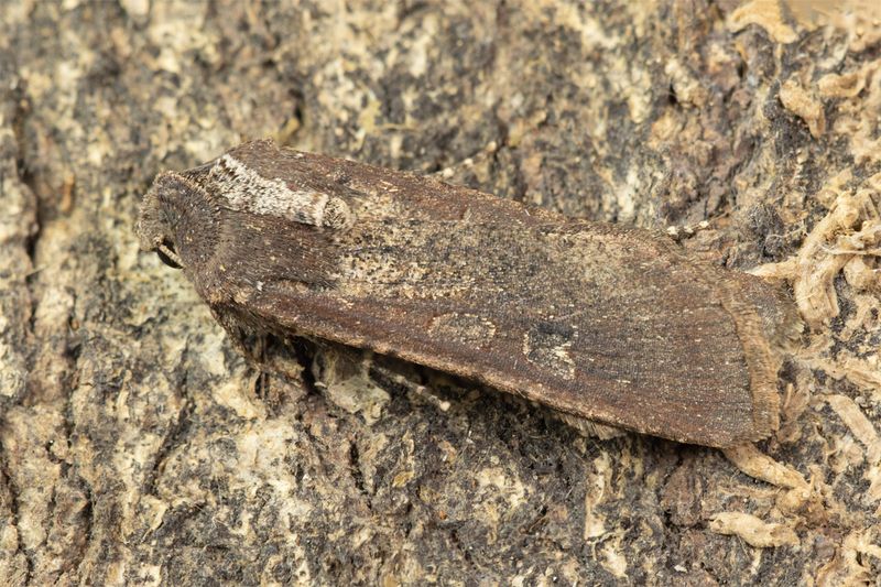 Pearly Underwing - Peridroma saucia 15-11-23.jpg