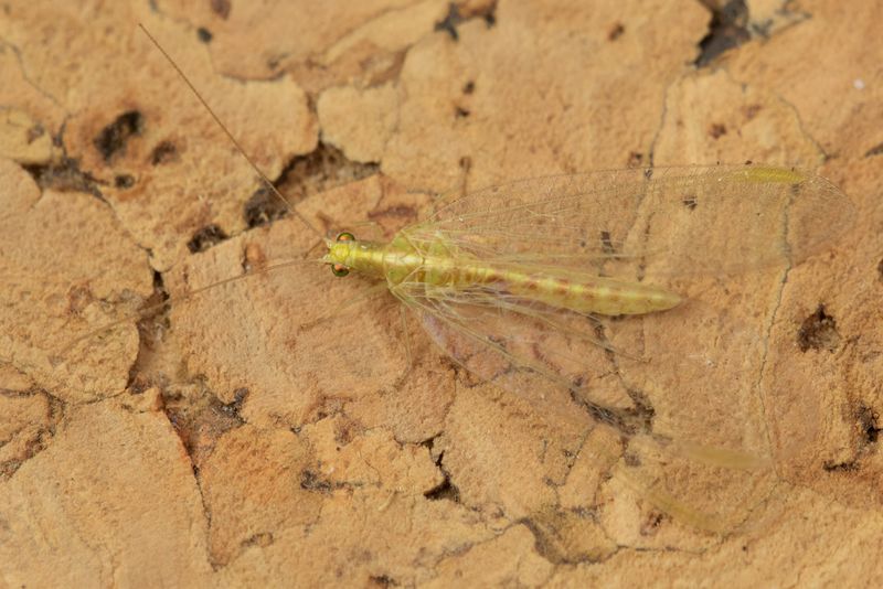 Lacewing - Chrysoperla carnea - winter colour 15-11-23.jpg
