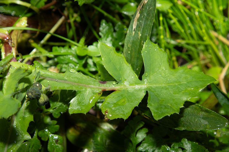 Smooth Sowthistle - Sonchus oleraceus leaf 30-12-23.jpg