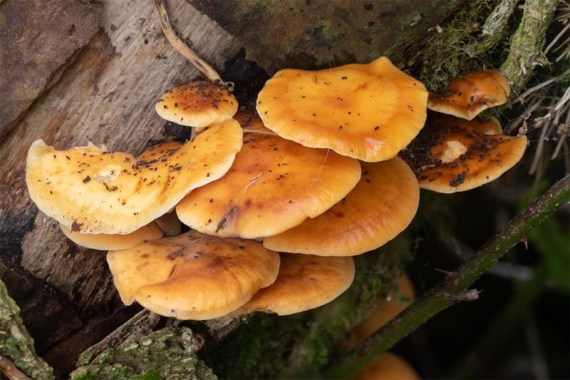 Velvet Shank - Flammulina velutipes 01-01-24.jpg