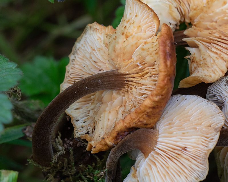 Velvet Shank - Flammulina velutipes 01-01-24 underside.jpg