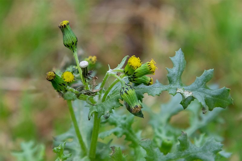 Groundsel - Senecio vulgaris 01-01-24.jpg