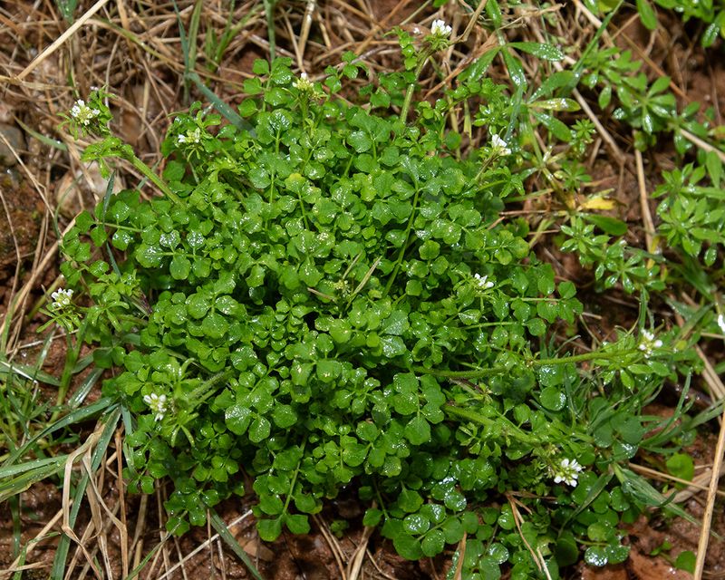 Hairy Bittercress - Cardamine hirsuta 01-01-24.jpg