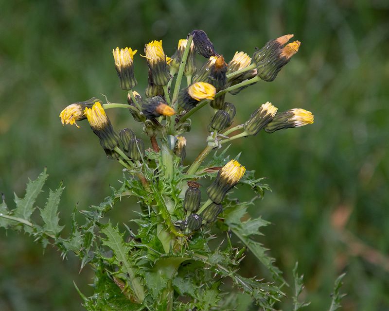 Prickly Sowthistle - Sonchus asper 01-01-23.jpg