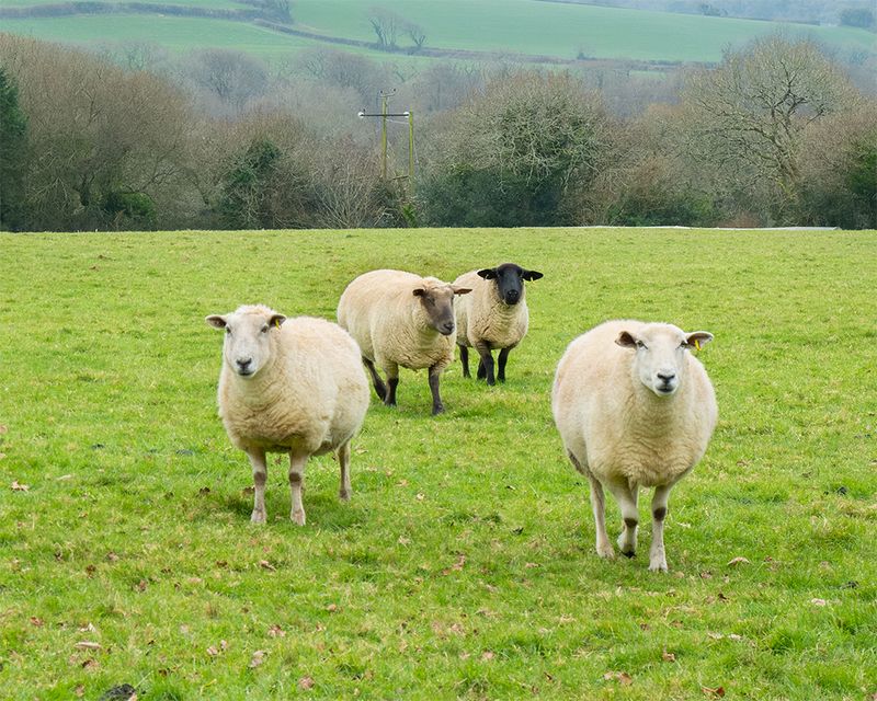 Week 03 - Dull day sheep near Andrews Wood.jpg