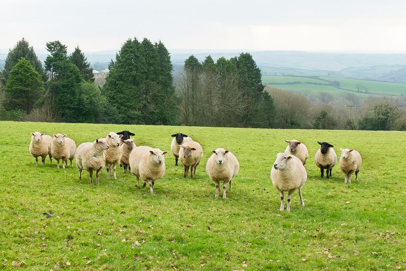 Week 03 - Dull day sheep near Andrews Wood #2.jpg