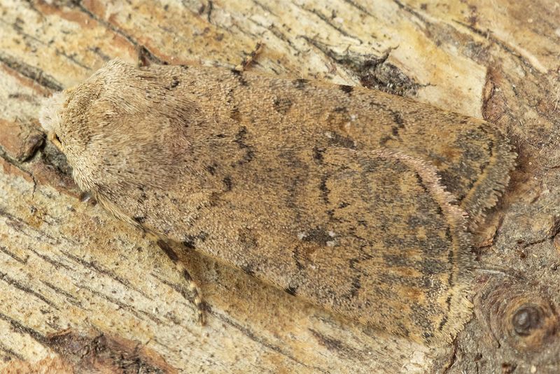 Pale Mottled Willow - Paradrina clavipalpis 09-09-23.jpg