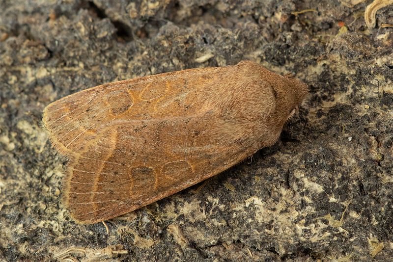 Moth - Common Quaker - Orthosia cerasi 28-01-24.jpg