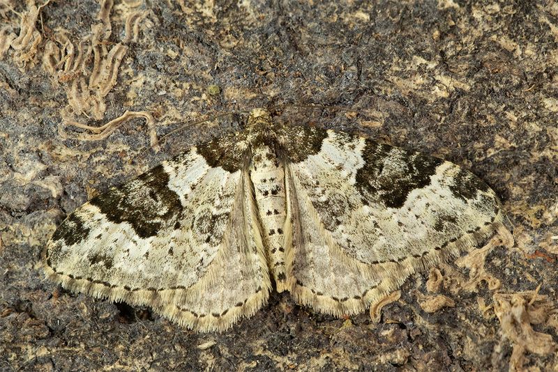 Moth - Garden Carpet - Xanthorhoe fluctuata 28-01-24.jpg