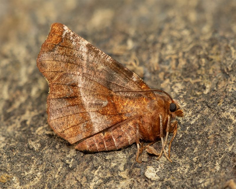 Moth - Early Thorn - Selenia dentaria 18-02-24.jpg
