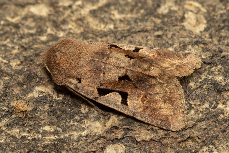 Moth - Hebrew Character - Orthosia gothica 19-02-24.jpg