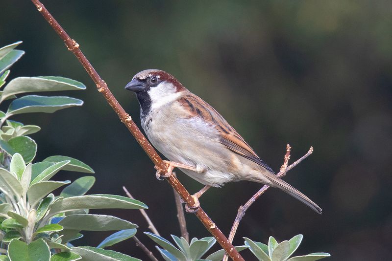 Week 09 - House Sparrow.jpg