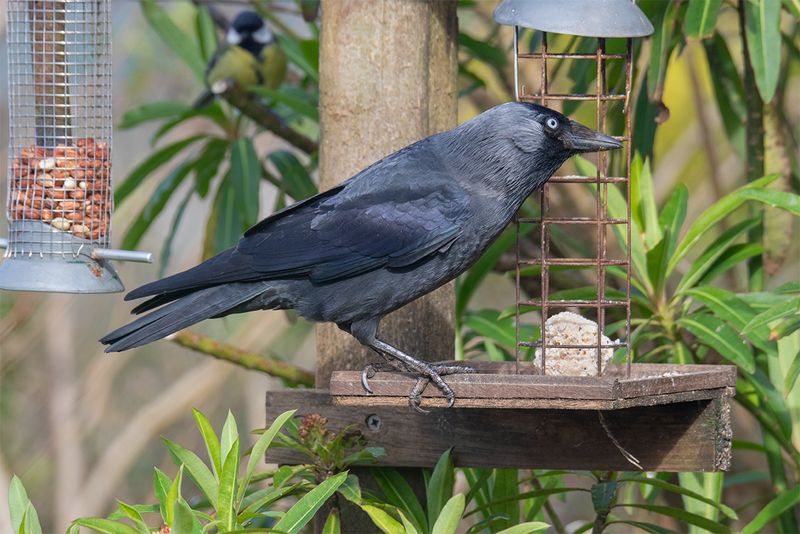 Jackdaw 03-03-24.jpg