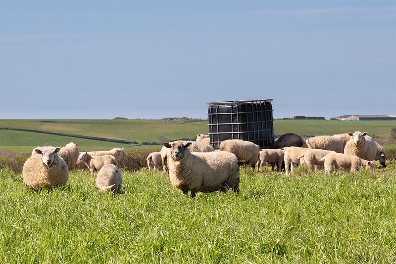 Week 16 - Sheep from Malborough Path.jpg