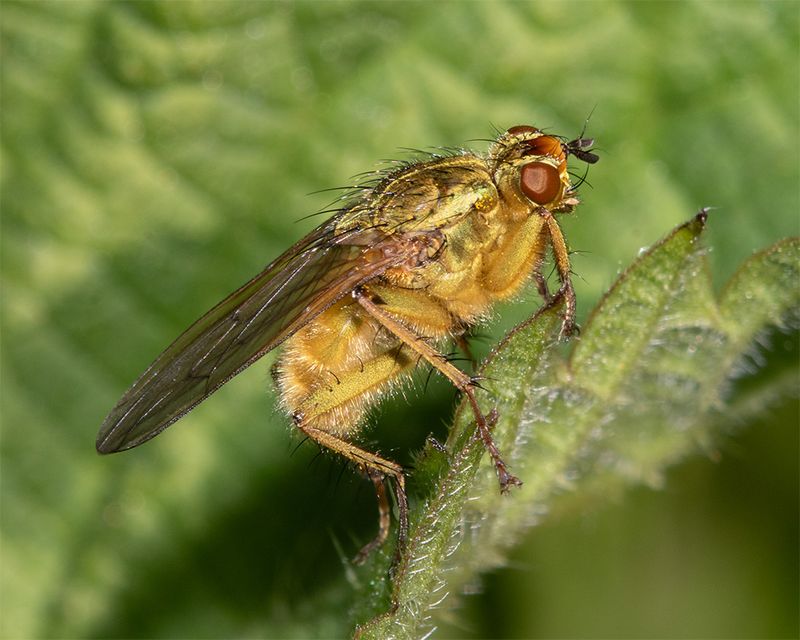 Yellow Dung Fly - Scathophaga stercoraria 21-04-24.jpg