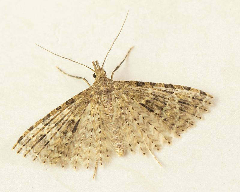 Twenty-plume Moth - Alucita hexadactyla 25-04-24.jpg