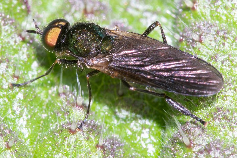 Long-horned Black Legionnaire Soldierfly - Beris geniculata m 28-04-24.jpg