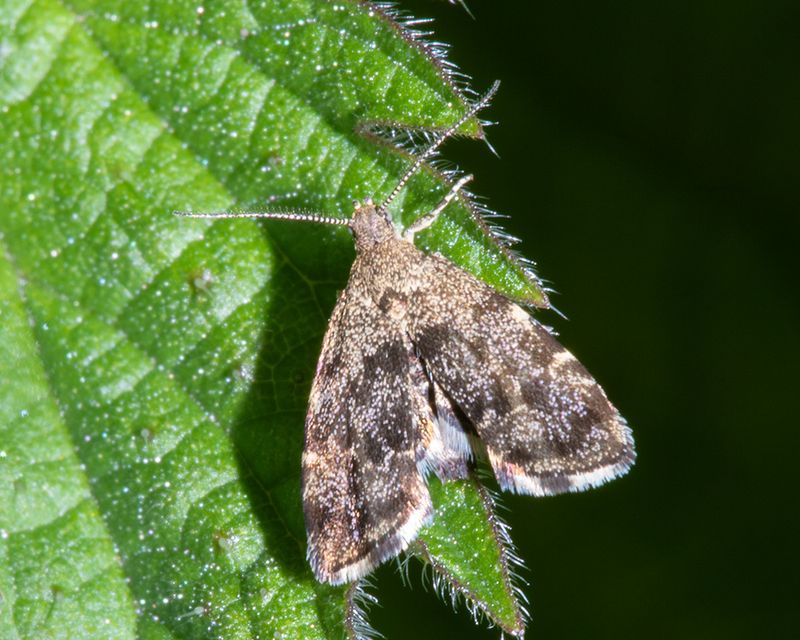 Moth - Nettle-tap - Anthophila fabriciana 28-04-24.jpg