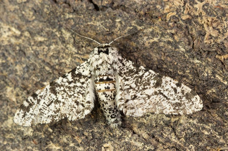 Peppered Moth - Biston betularia 04-05-24 #6346 copy.jpg
