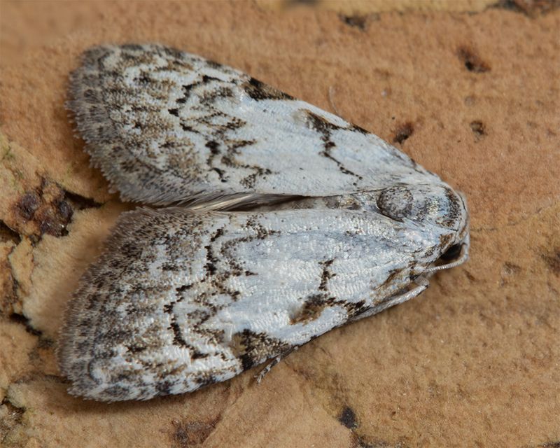 Least Black Arches - Nola confusalis 03-05-24.jpg