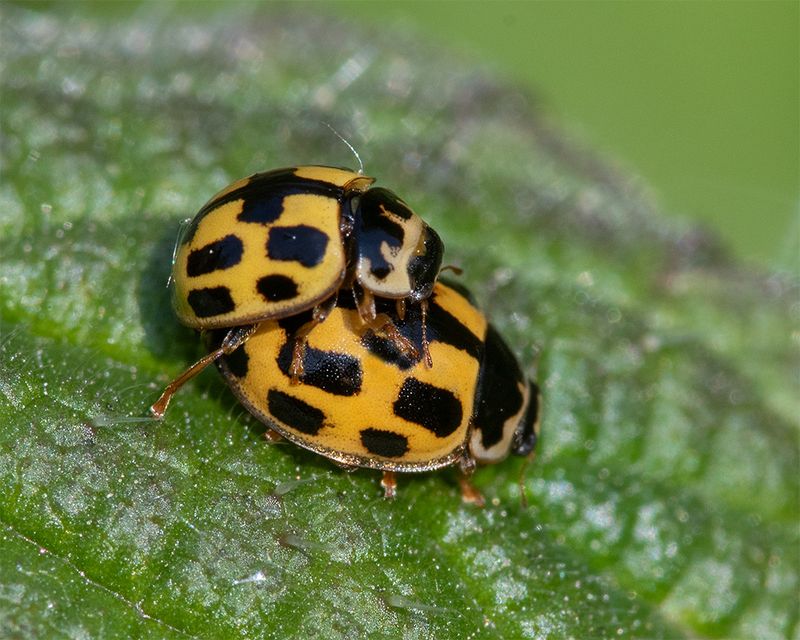 14 spot Ladybird - Propylea 14-punctata 07-05-24.jpg